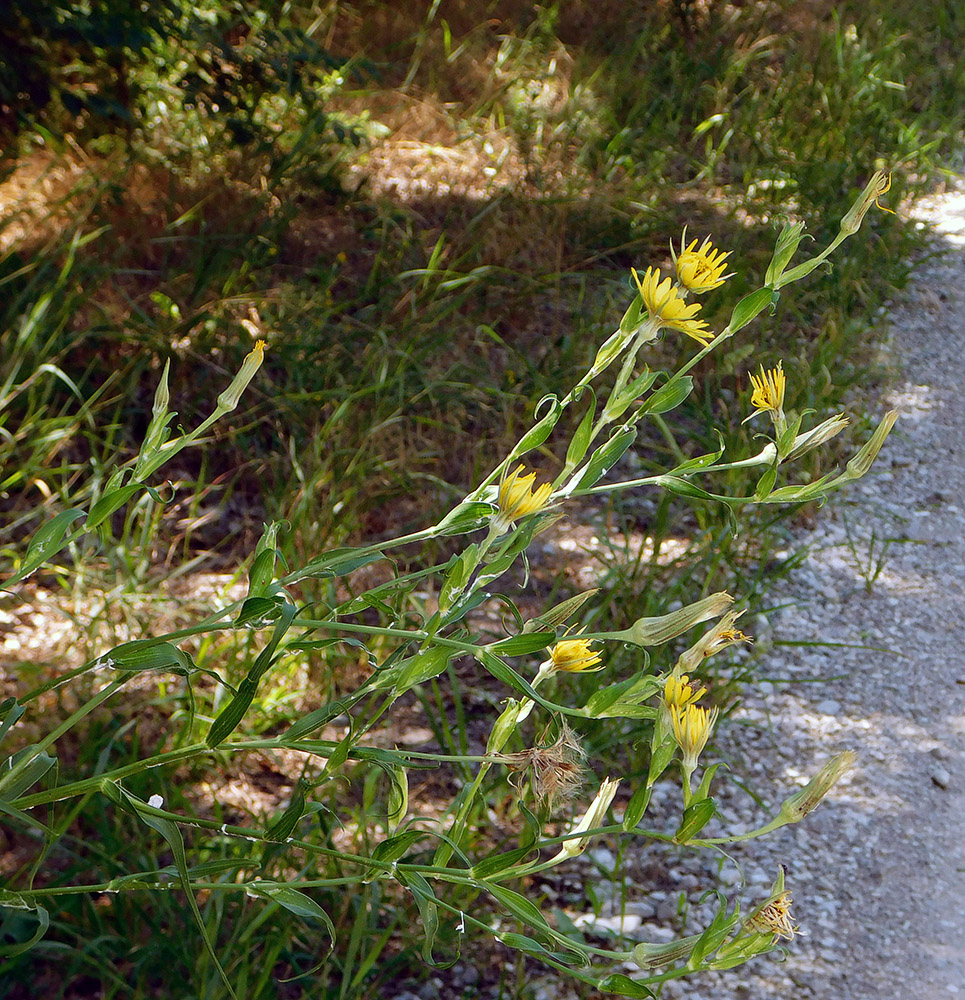 Image of Tragopogon dasyrhynchus specimen.