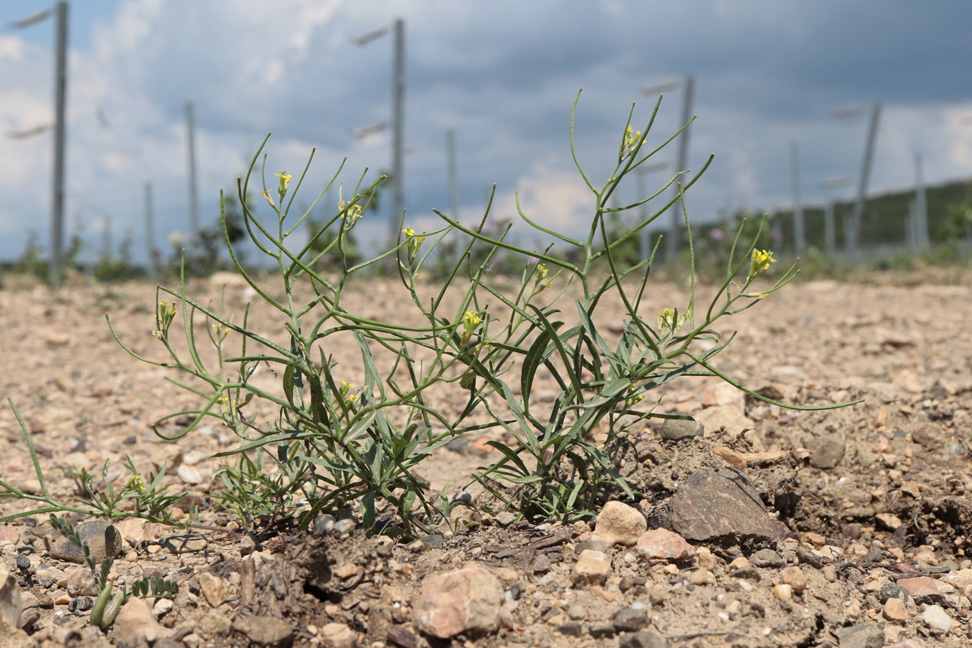 Изображение особи Erysimum repandum.