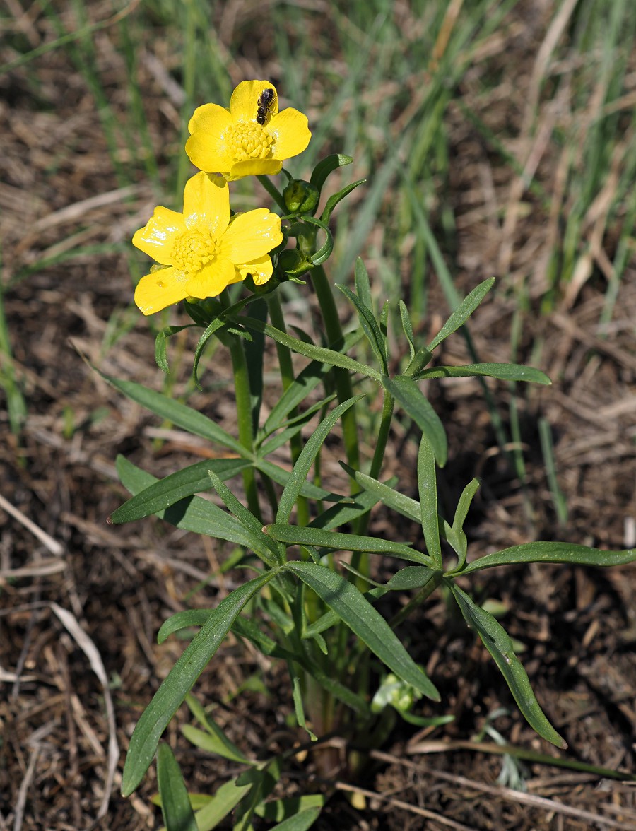 Изображение особи Ranunculus pedatus.