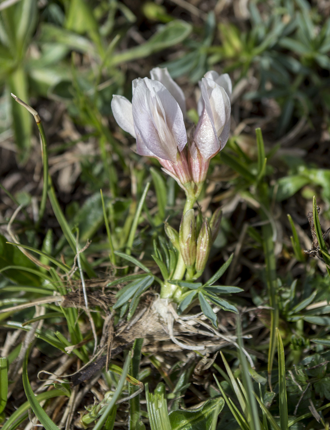 Изображение особи Trifolium polyphyllum.