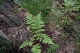 Dryopteris carthusiana. Растение на гнилом комле мёртвого дерева. Челябинская обл., Кыштымский городской округ, окр. руин Динамитного завода, сосново-берёзовый лес, берег бывшего Динамитного пруда. 3 июля 2023 г.