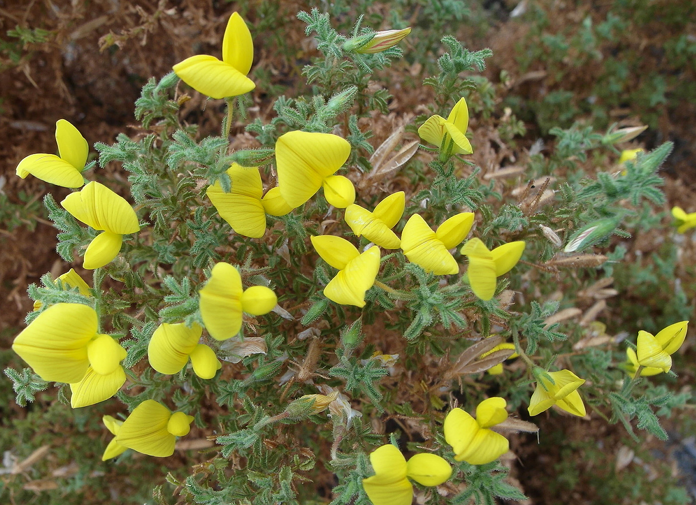 Image of Ononis natrix ssp. hispanica specimen.