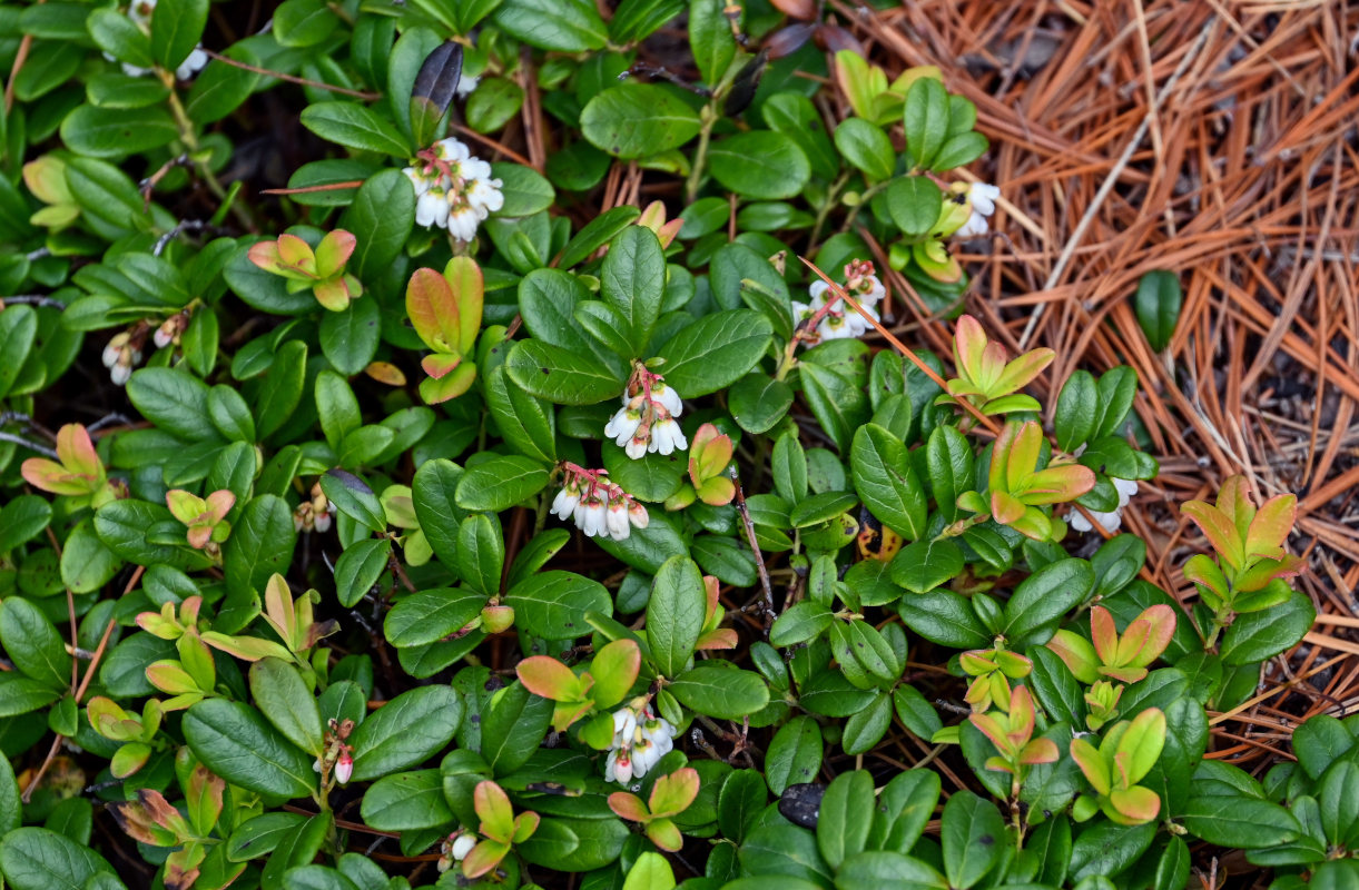 Image of Vaccinium vitis-idaea specimen.