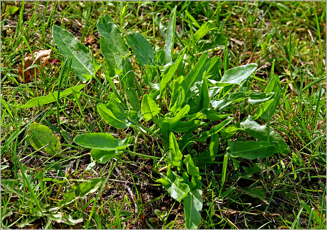 Image of Rumex acetosa specimen.