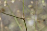 Gypsophila elegans. Часть стебля в соцветии. Чечня, Шаройский р-н, левый борт долины р. Шикаройакх, ниже селения Шикарой, на скале. 8 августа 2023 г.