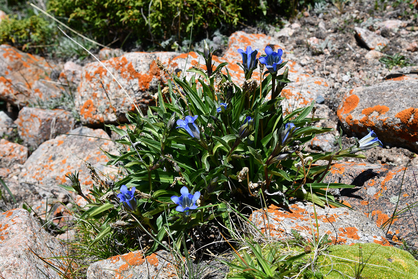 Image of Gentiana kaufmanniana specimen.