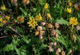 genus Taraxacum. Цветущие и отцветающие соцветия и верхушки листьев. Красноярский край, Таймырский Долгано-Ненецкий р-н, пос. Хантайское Озеро, луг. 22.07.2023.