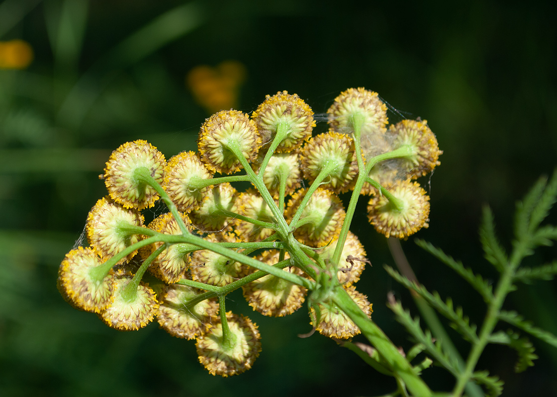 Image of Tanacetum vulgare specimen.