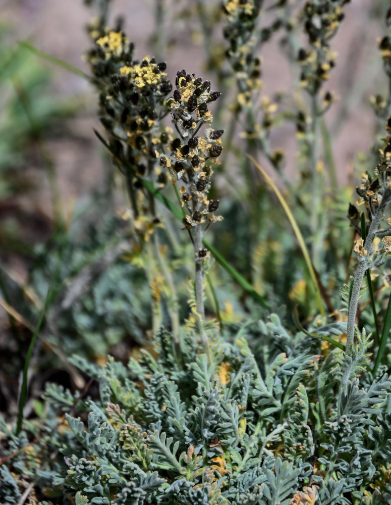 Изображение особи Smelowskia calycina.