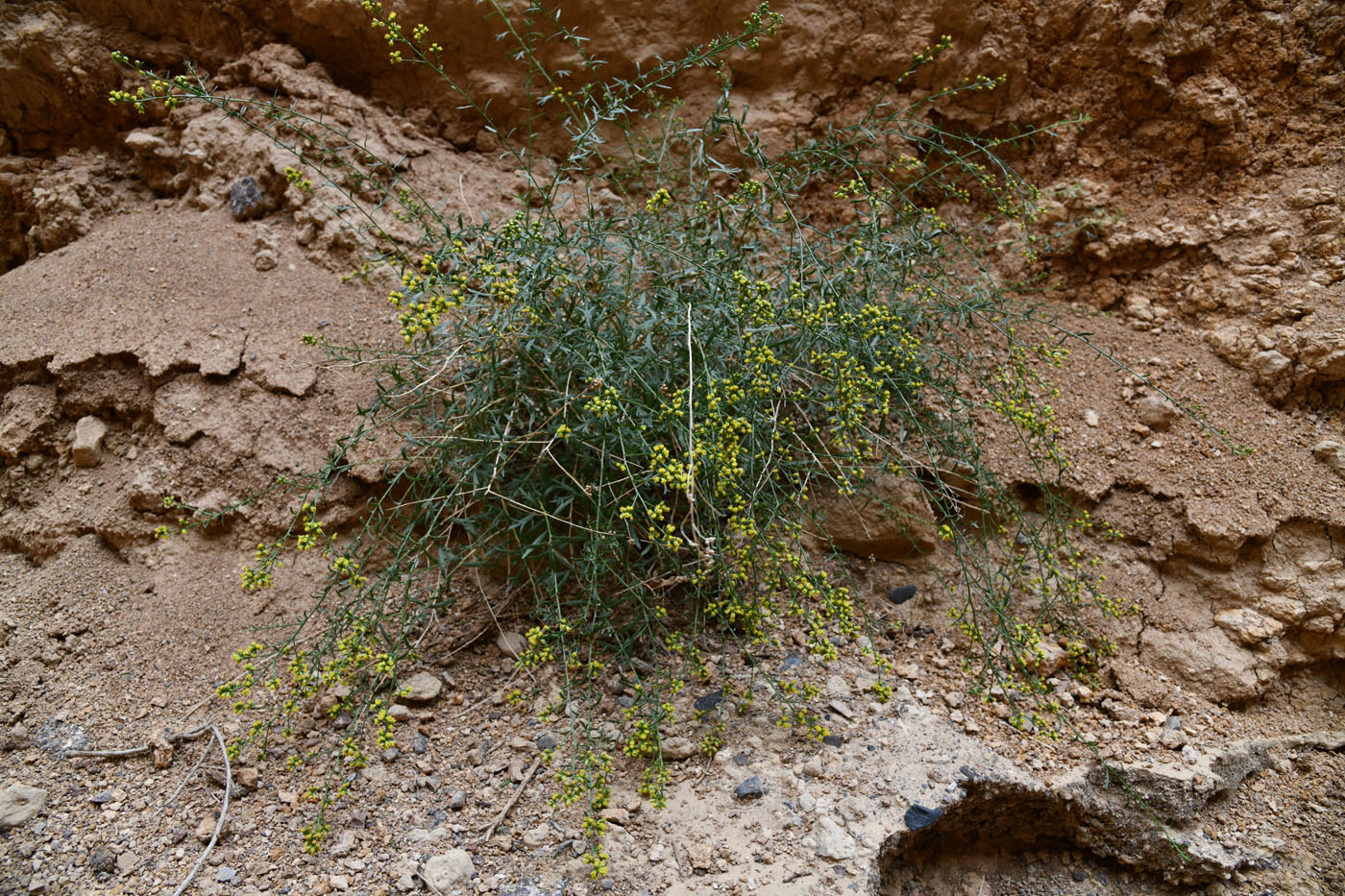 Image of Kaschgaria brachanthemoides specimen.