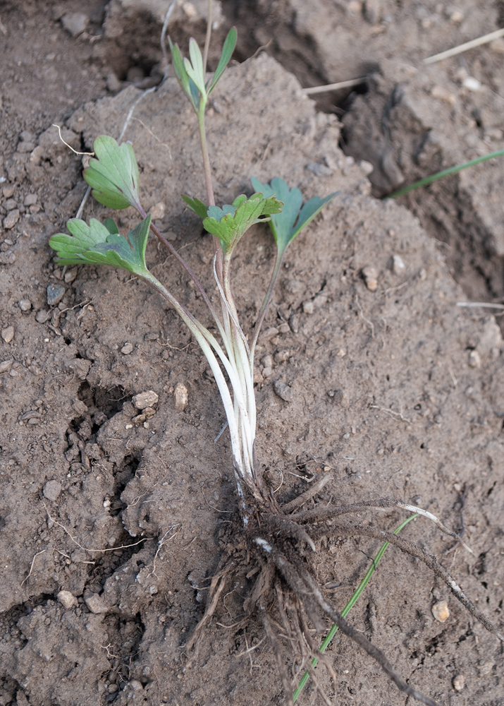 Изображение особи Ranunculus polyrhizos.