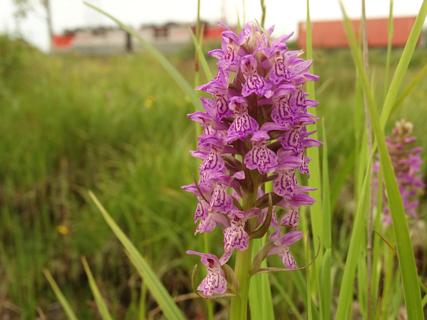 Изображение особи Dactylorhiza incarnata.