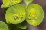 Euphorbia amygdaloides. Цветки. Крым, Бахчисарайский р-н, окр. с. Соколиное, берег р. Коккозка, лес (граб восточный, кизил, дуб, бук). 04.04.2024.