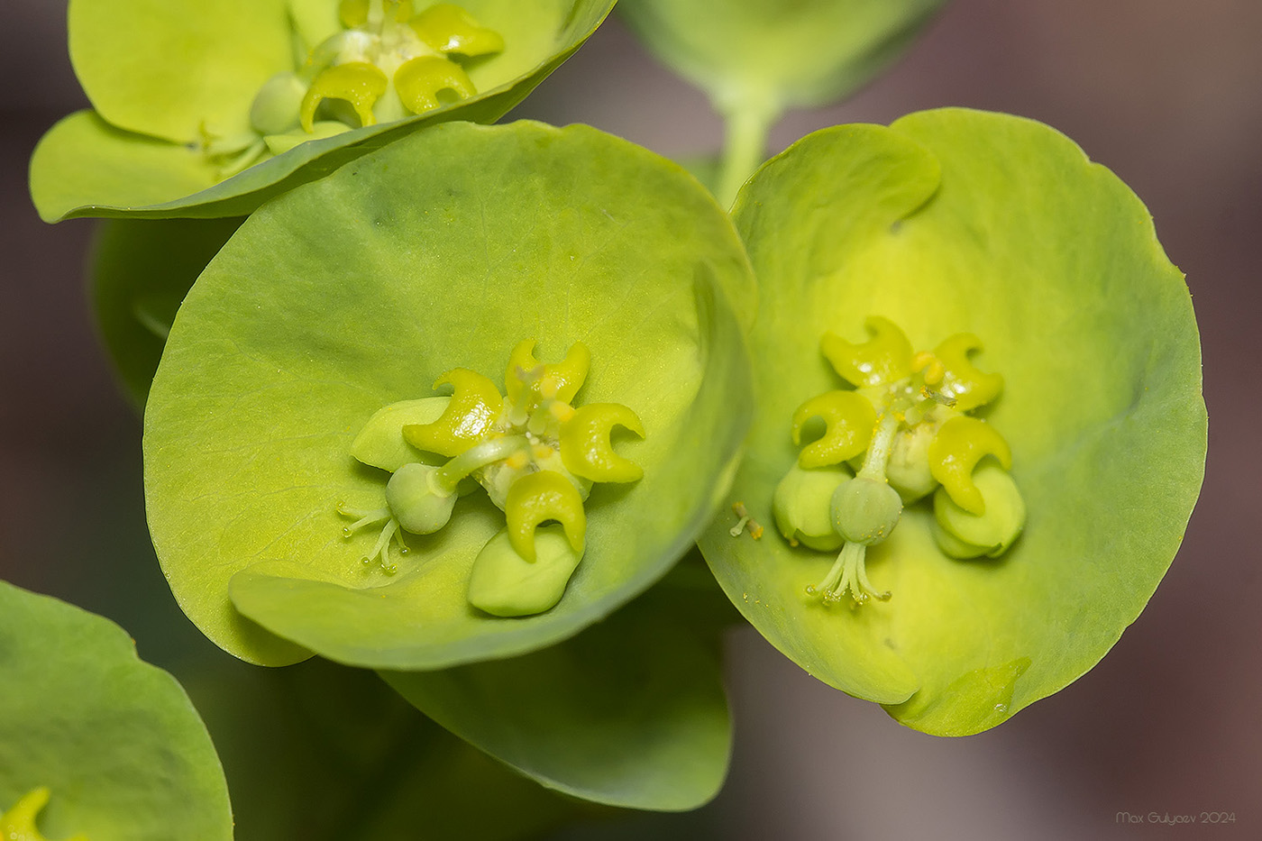 Изображение особи Euphorbia amygdaloides.