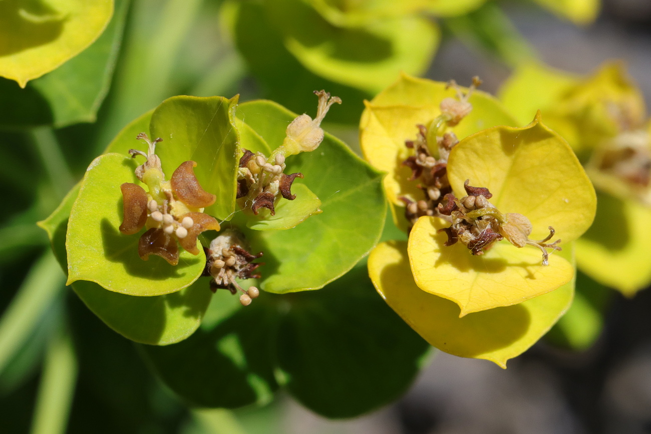 Изображение особи Euphorbia agraria.