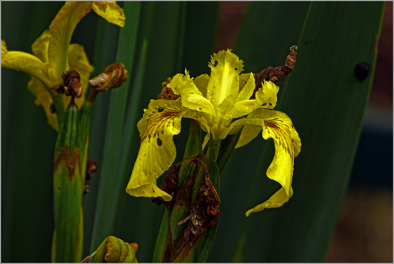 Изображение особи Iris pseudacorus.