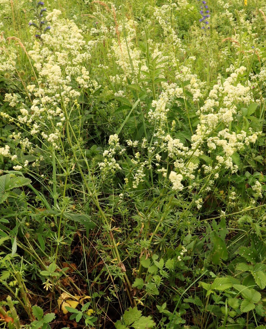 Изображение особи род Galium.