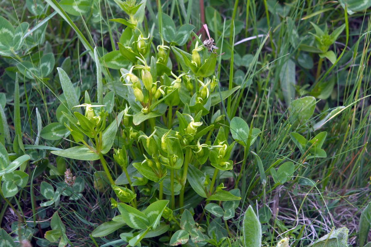 Image of Gentiana oschtenica specimen.