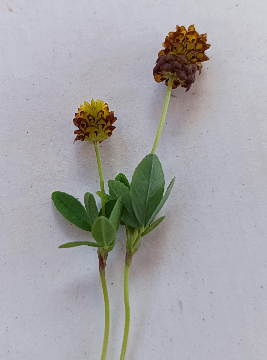 Изображение особи Trifolium spadiceum.