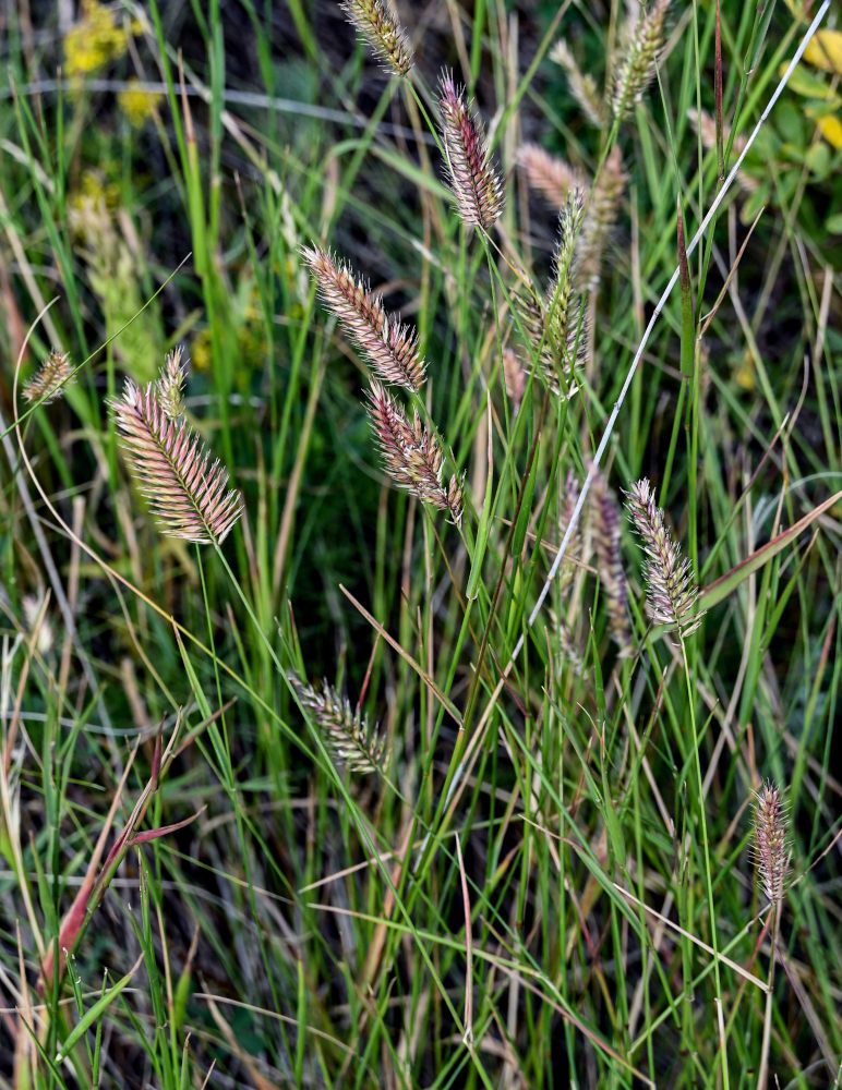 Image of Agropyron pectinatum specimen.