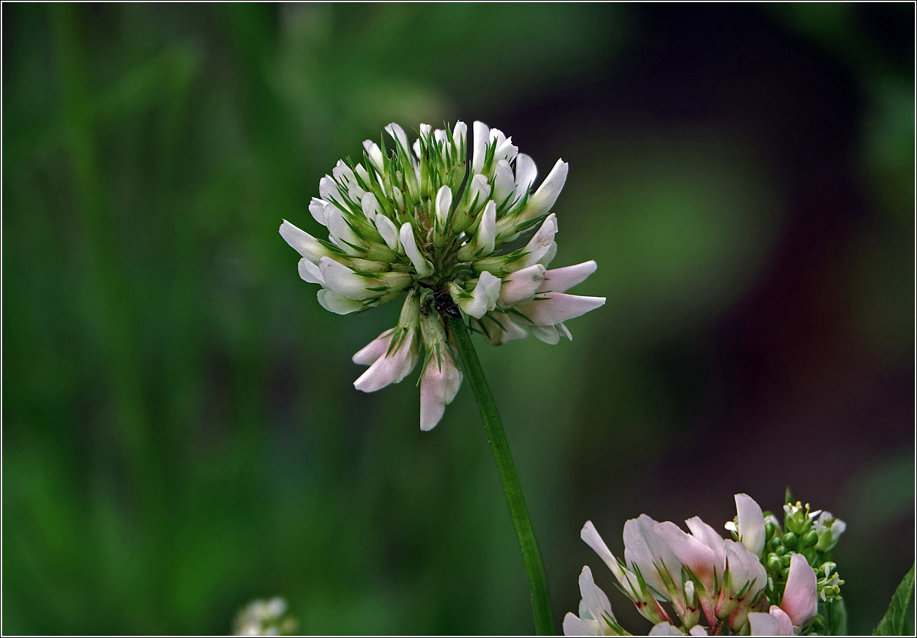 Image of Trifolium repens specimen.