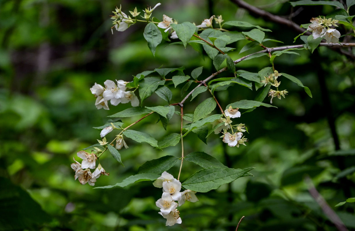 Image of Philadelphus caucasicus specimen.