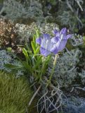 Campanula tridentata