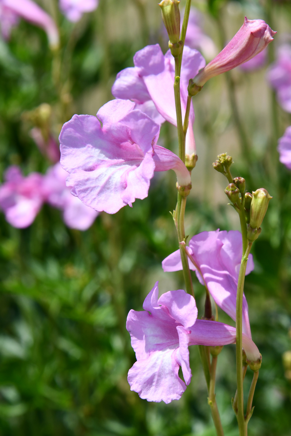 Image of Incarvillea olgae specimen.