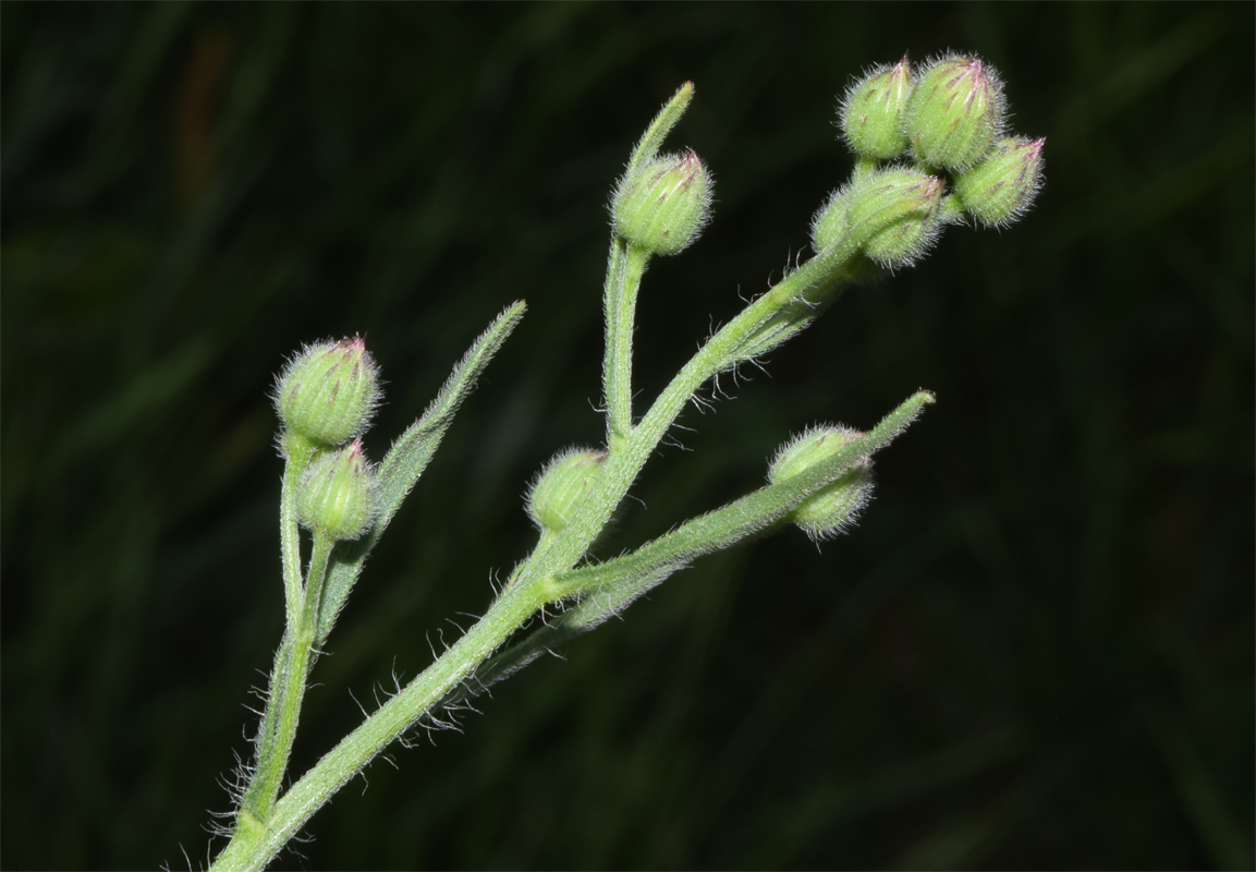 Изображение особи семейство Asteraceae.