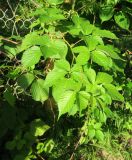 Rubus allegheniensis. Побег. Московская обл., окр. г. Электрогорск, дачный участок, в культуре. 10.08.2024.