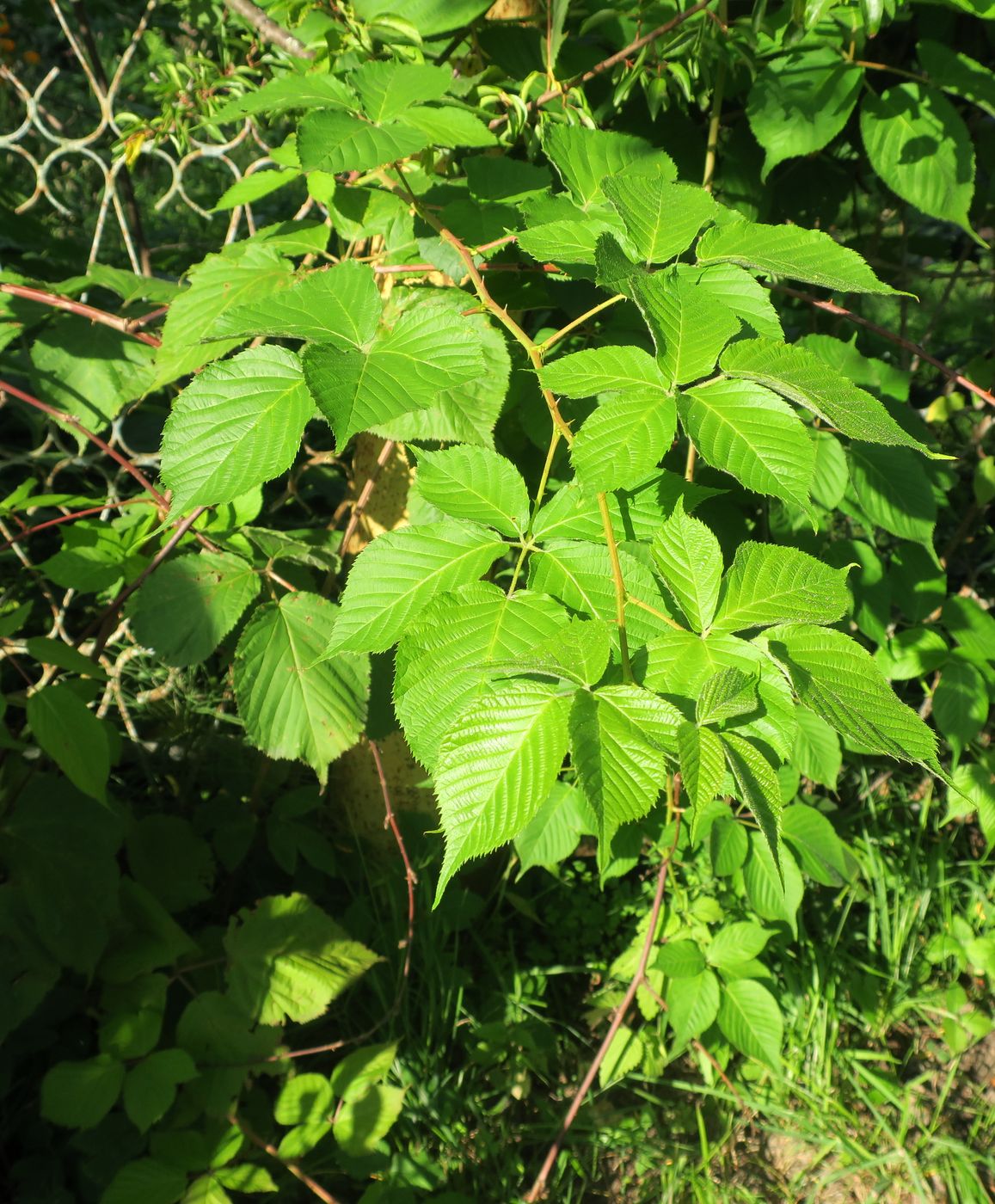 Image of Rubus allegheniensis specimen.