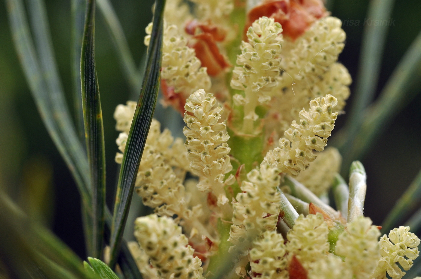 Image of genus Pinus specimen.