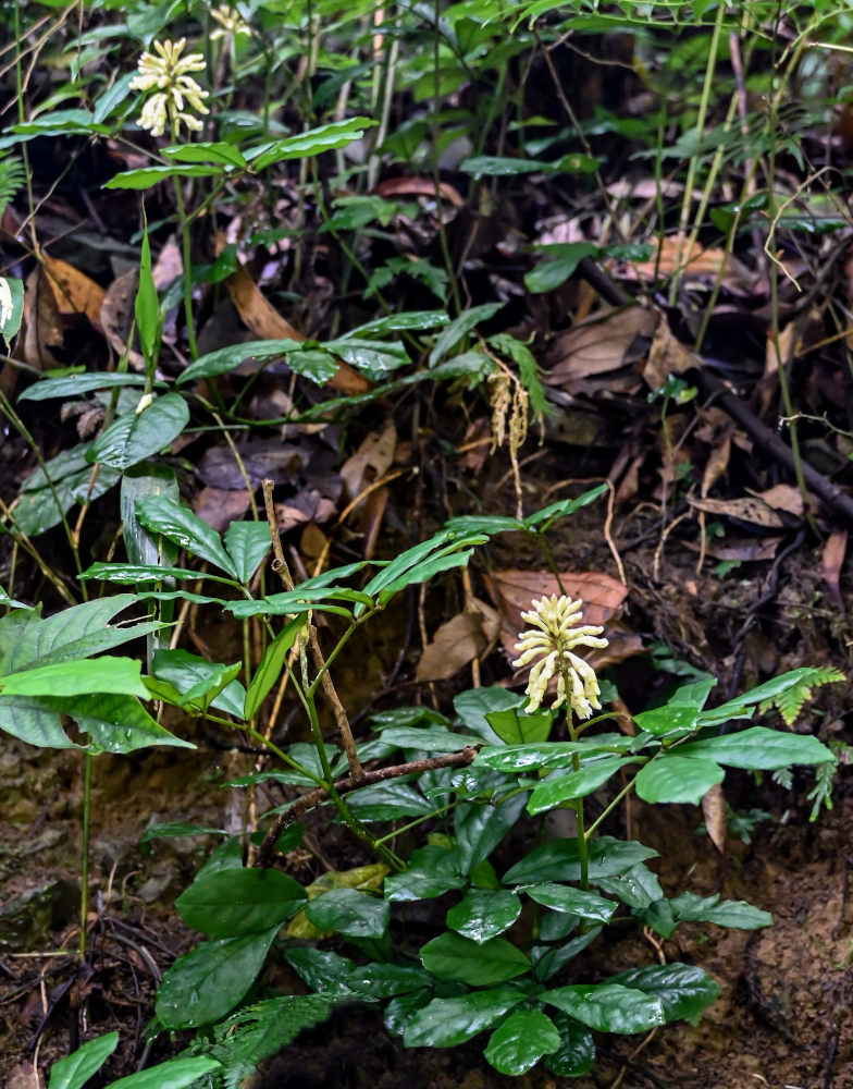 Image of familia Fabaceae specimen.