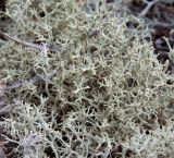 Cladonia uncialis. Часть вторичного подеция. Карелия, Приладожье, окр. пос. Импилахти, мыс Импиниеми, скальный сосняк. 24.07.2022.