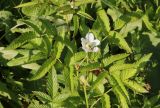 Rubus illecebrosus