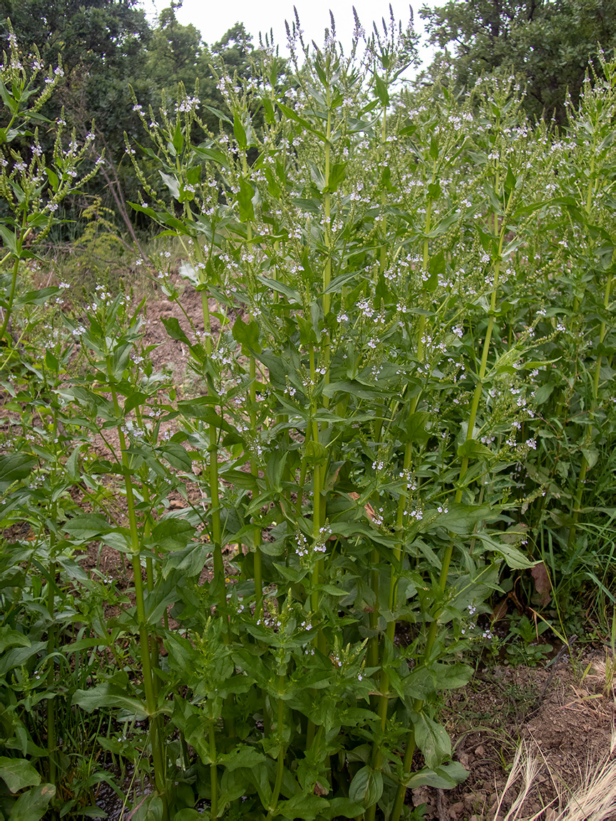 Изображение особи Veronica anagallis-aquatica.