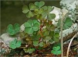 Oxalis stricta