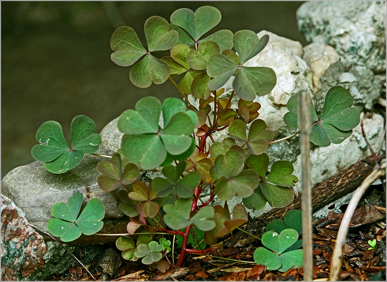 Image of Oxalis stricta specimen.