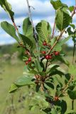 Frangula alnus. Часть ветви с цветками и незрелыми плодами. Ленинградская обл., Волосовский р-н, окр. дер. Донцо, берег озера, разнотравный суходольный луг на карбонатной почве. 22.06.2024.