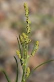 genus Atriplex. Верхушка цветущего побега. Ленинградская обл., Ломоносовский р-н, окр. Шепелёвского маяка; п-ов Каравалдай, берег Финского залива, зона заплеска, каменистый пляж. 30.06.2024.