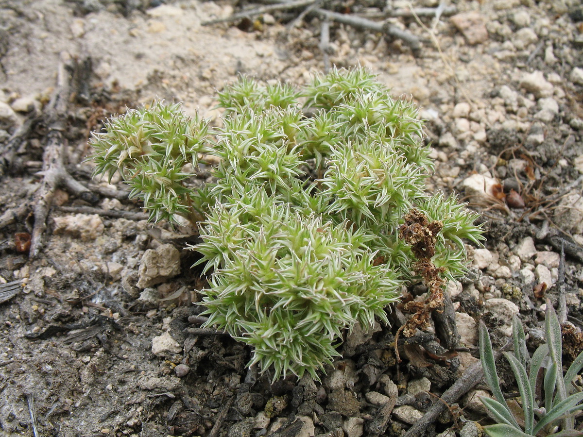 Image of Queria hispanica specimen.