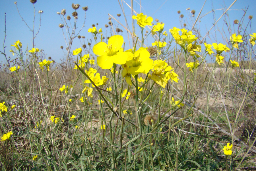 Image of Diplotaxis tenuifolia specimen.