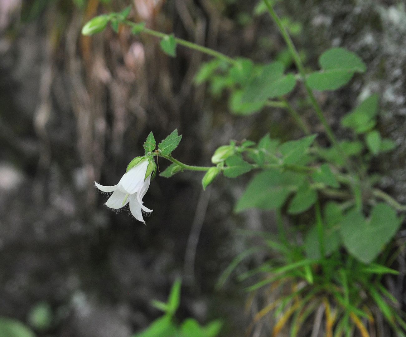 Изображение особи род Campanula.