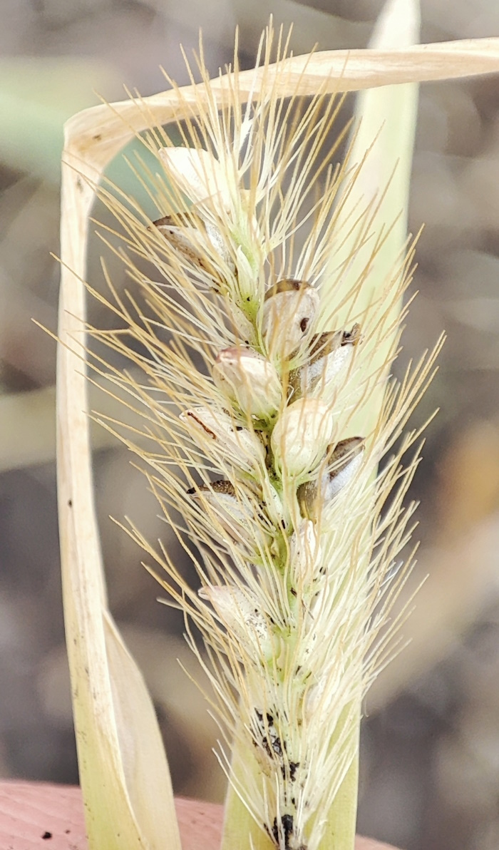 Image of Setaria pumila specimen.