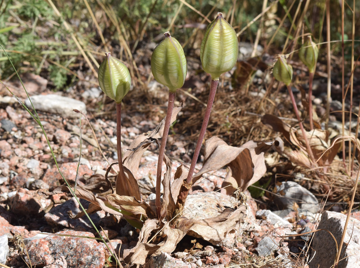 Изображение особи Tulipa dubia.