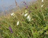 View full-size image Campanula dolomitica