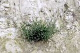 Смотреть изображение Gypsophila altissima