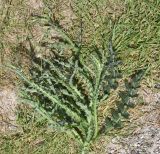 Смотреть изображение Carduus acanthoides