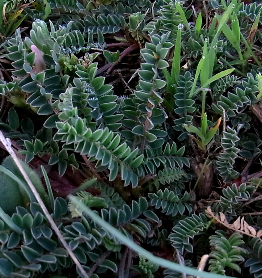 Изображение особи Astragalus monspessulanus.