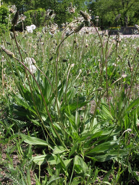 Изображение особи Plantago lanceolata.